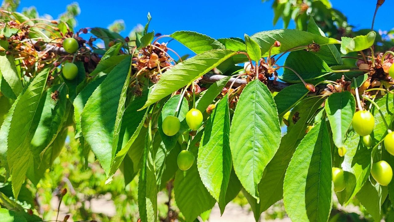 Yozgat'ta Üretildi, Dünyaya İhraç Ediliyor! (6)