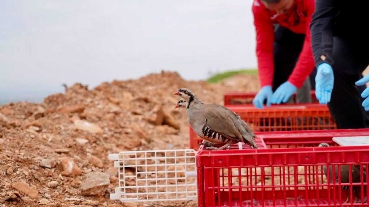 Yozgat’ta Üretilen 900 Adet Gizli Güç Kırşehir’de Doğaya Salındı! (2)
