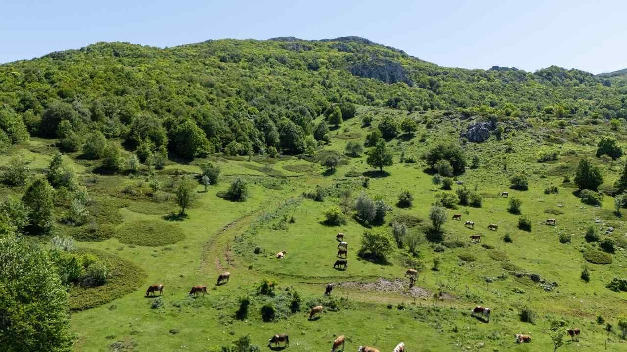 Yozgat'taki Şebek Geçidi Yeşilin Her Tonuyla Büyülüyor (1)