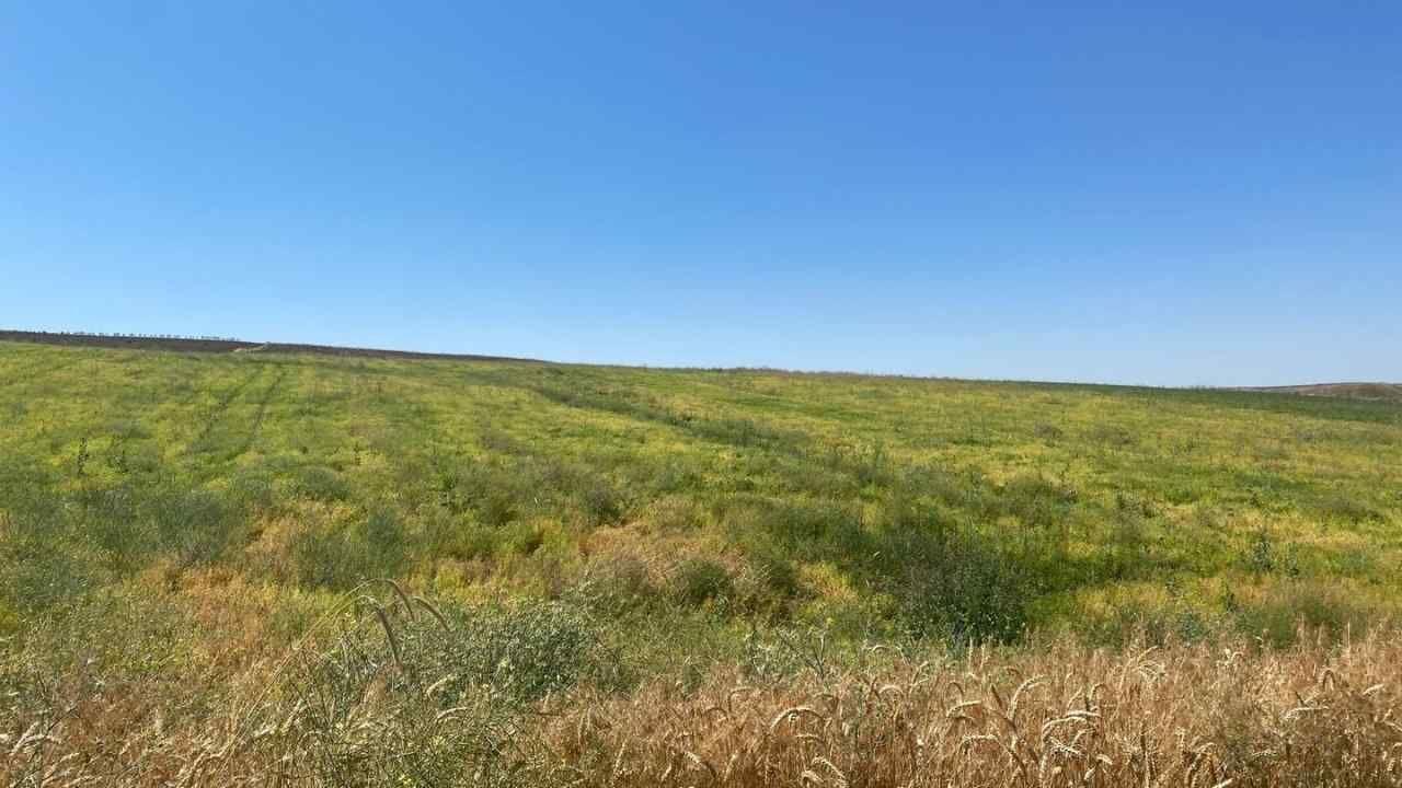 Geçen Yıl Hasat Yapamadılar, Bu Yıl Beklenti Yüksek