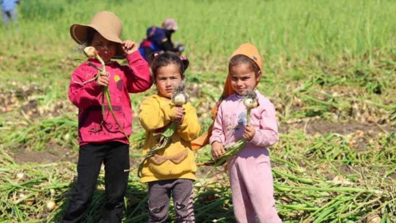 Tarlada Çalışan Küçük Ellerin Yükü Ağır Yozgat'ın Minik Emekçileri (1)