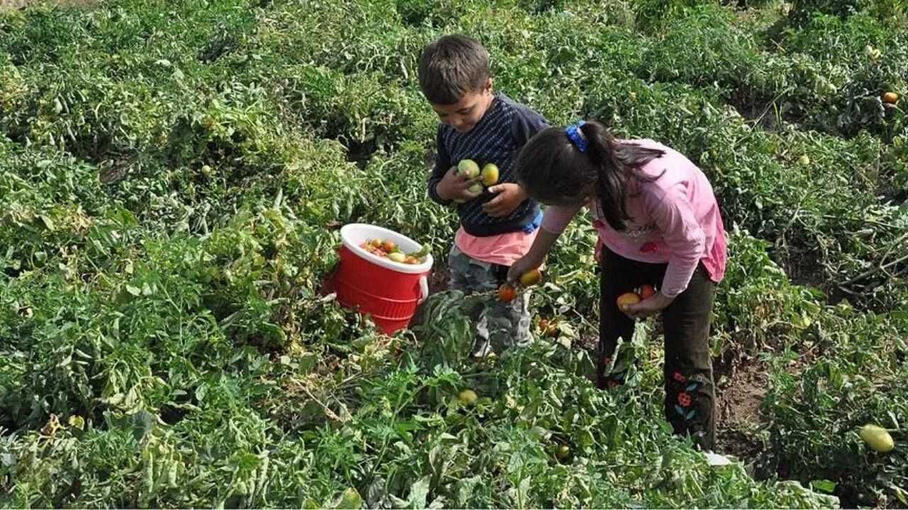 Tarlada Çalışan Küçük Ellerin Yükü Ağır Yozgat'ın Minik Emekçileri (4)