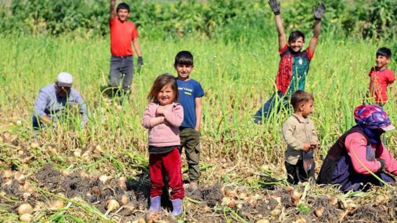 Tarlada Çalışan Küçük Ellerin Yükü Ağır Yozgat'ın Minik Emekçileri (6)