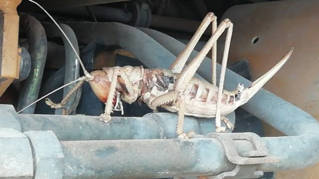 Türkiye'ye Gelen Dev Çekirgeler İnsana Zarar Verir Mi Uzmanı Açıkladı