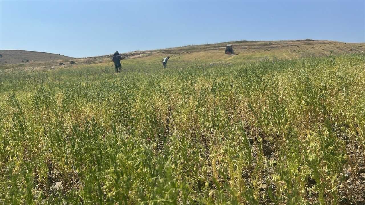 Yağışlar Yozgatlı Çiftçiye Kazandırdı! Mercimekte Rekolte Zirveye Koşuyor (1)