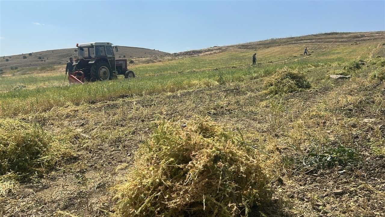 Yağışlar Yozgatlı Çiftçiye Kazandırdı! Mercimekte Rekolte Zirveye Koşuyor (2)