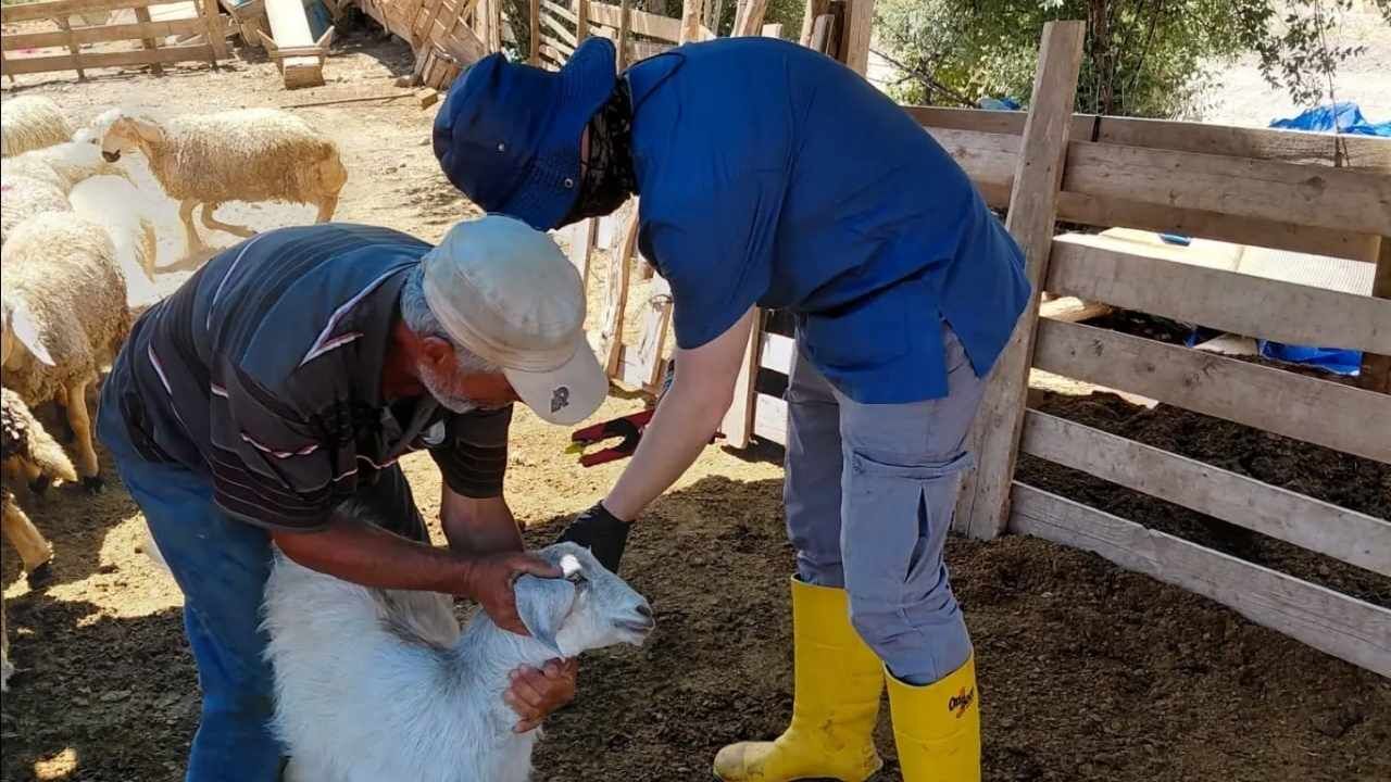 Yerköy'de Hayvan Aşılama Seferberliği Başladı