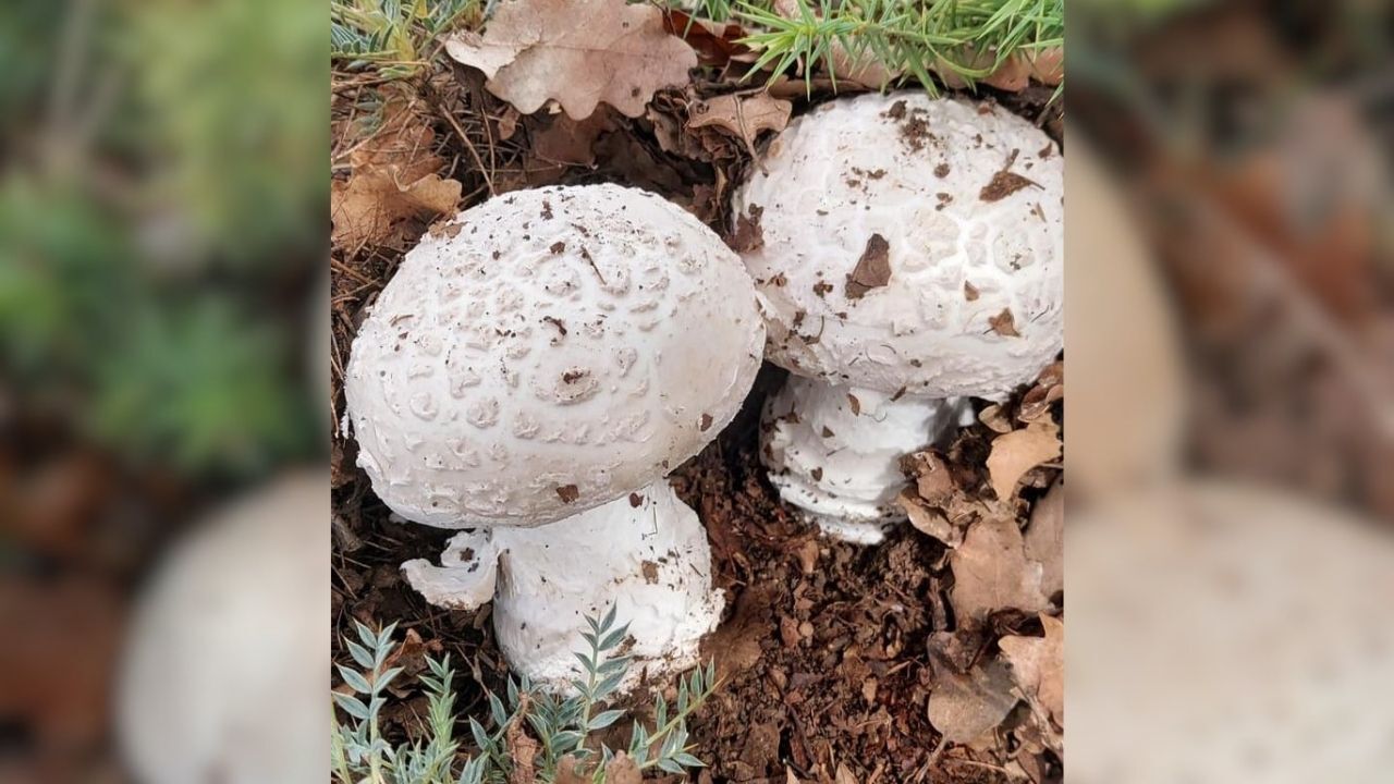 Yozgat, Çekerek'te Çayır Mantarı Toplama Geleneği Devam Ediyor (1)
