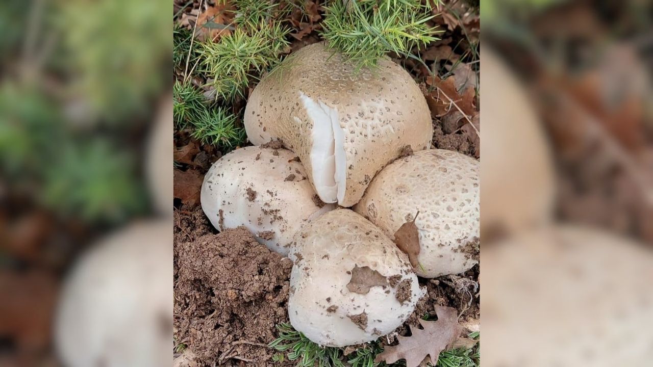 Yozgat, Çekerek'te Çayır Mantarı Toplama Geleneği Devam Ediyor (4)