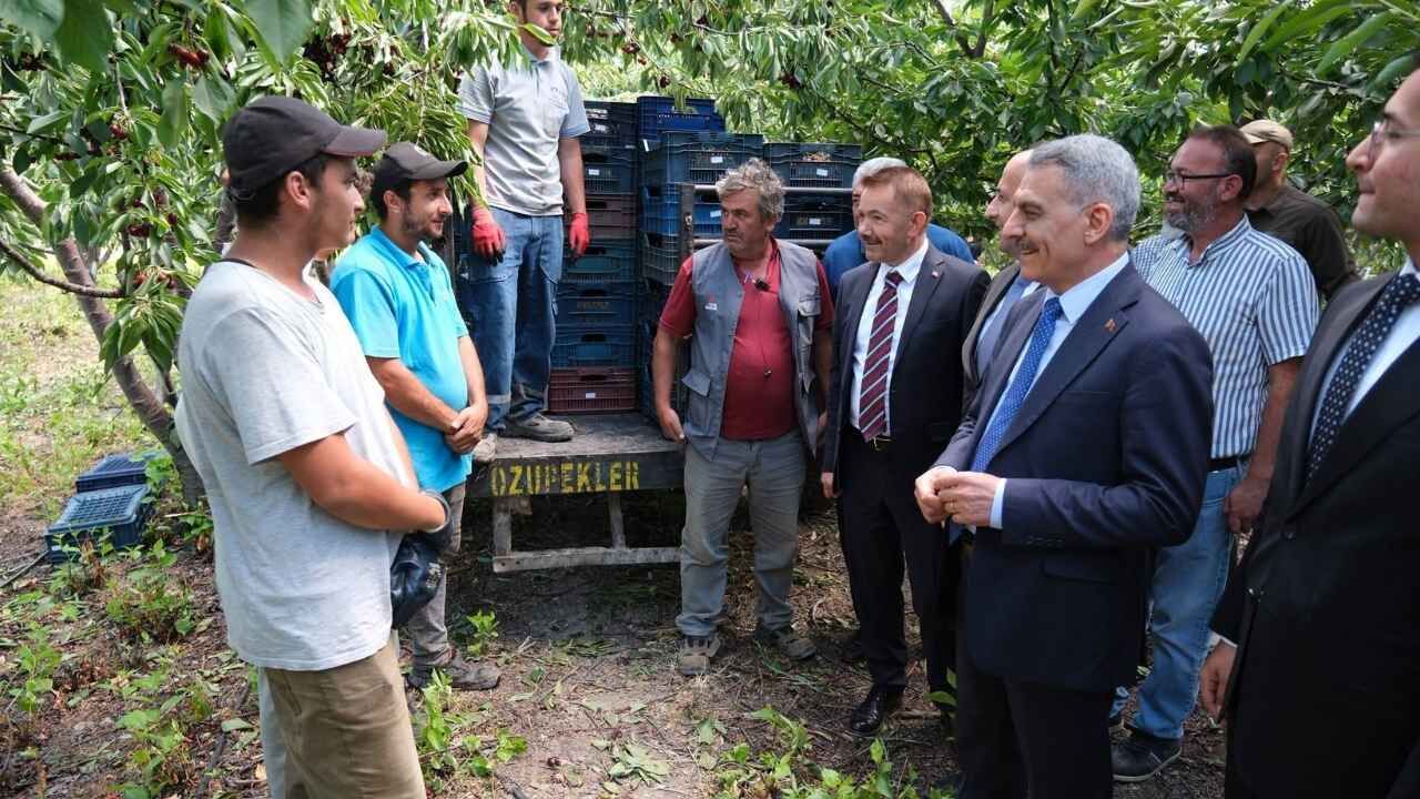Yozgat Kadışehri'nde Kırmızı Altın Hasadı Başladı