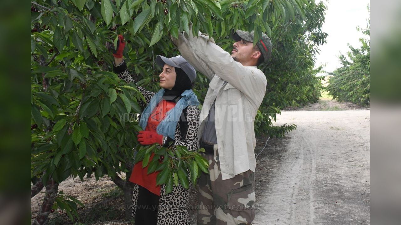 Yozgat Kiraz Hasadi Sorgun 01 1280X720