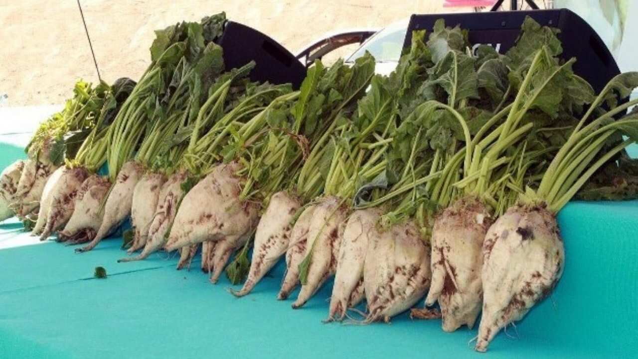 Yozgat, Türkiye'nin Şeker Pancarı Üretiminde Zirvede! (1)