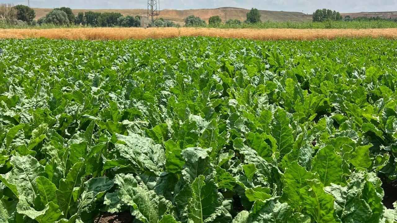 Yozgat, Türkiye'nin Şeker Pancarı Üretiminde Zirvede!