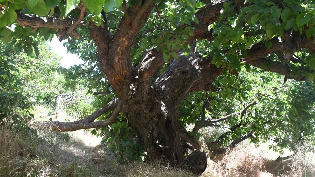 Yozgat'ın Asırlık Dut Ağacı Göz Kamaştırıyor (1)