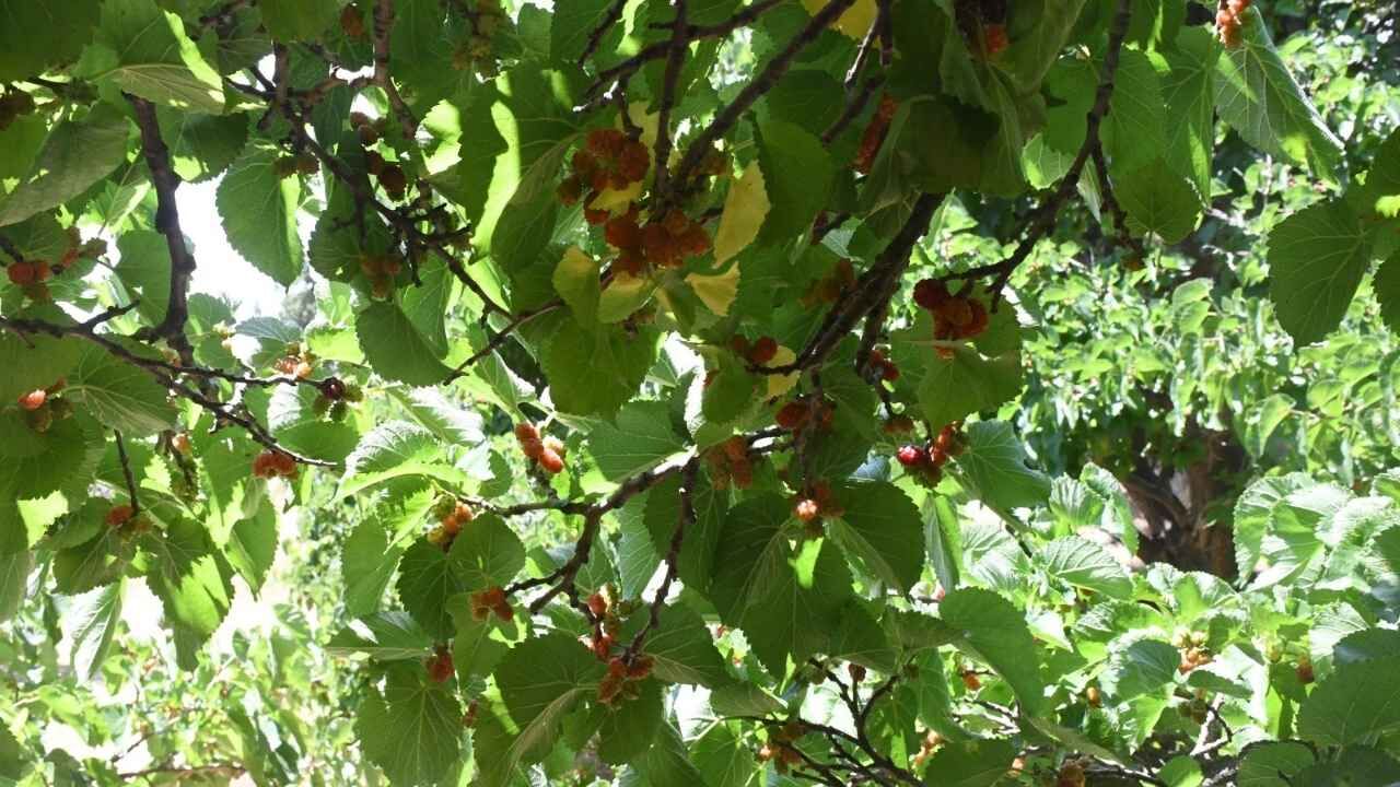 Yozgat'ın Asırlık Dut Ağacı Göz Kamaştırıyor