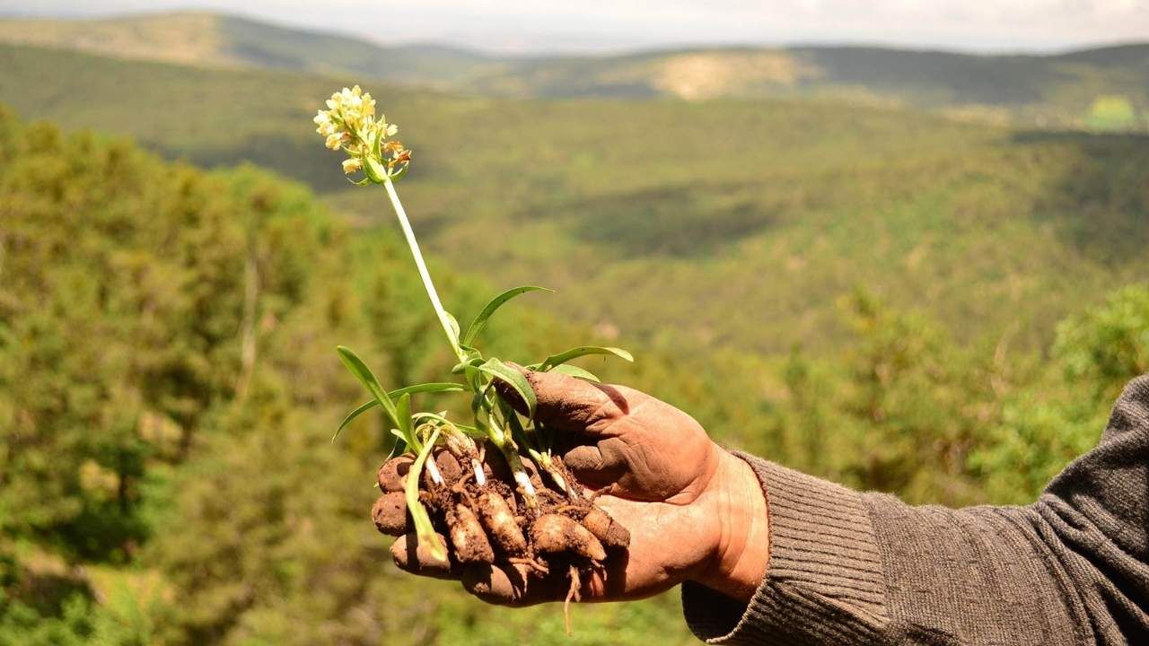 Yozgat'ın Tescilli Zenginliği Salep, Sempozyumda Ele Alınacak