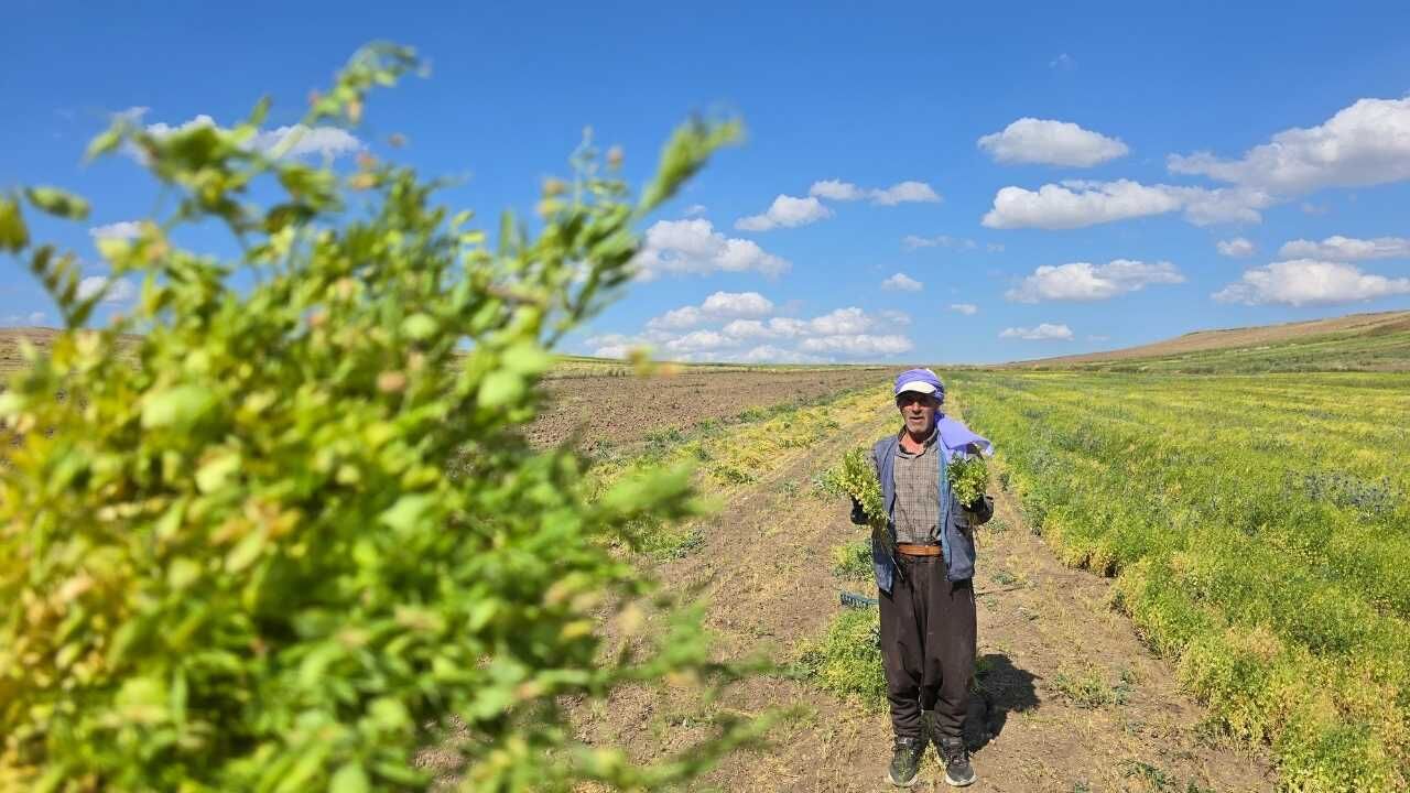 Yozgat'ın Yeşil Altınının Tarihi Yeniden Yazılıyor! (6)