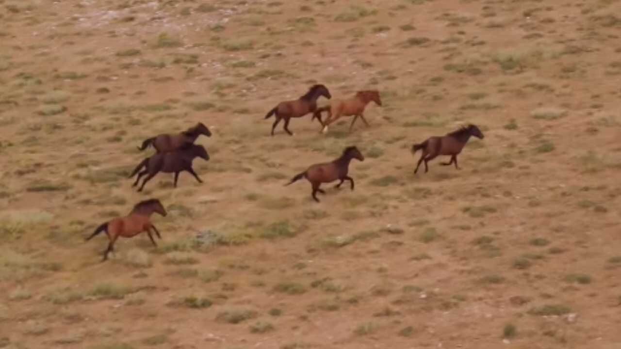 Yozgat'ın Zirvesinde Özgürlüğün Tablosu! Görenler Haran Kaldı (3)