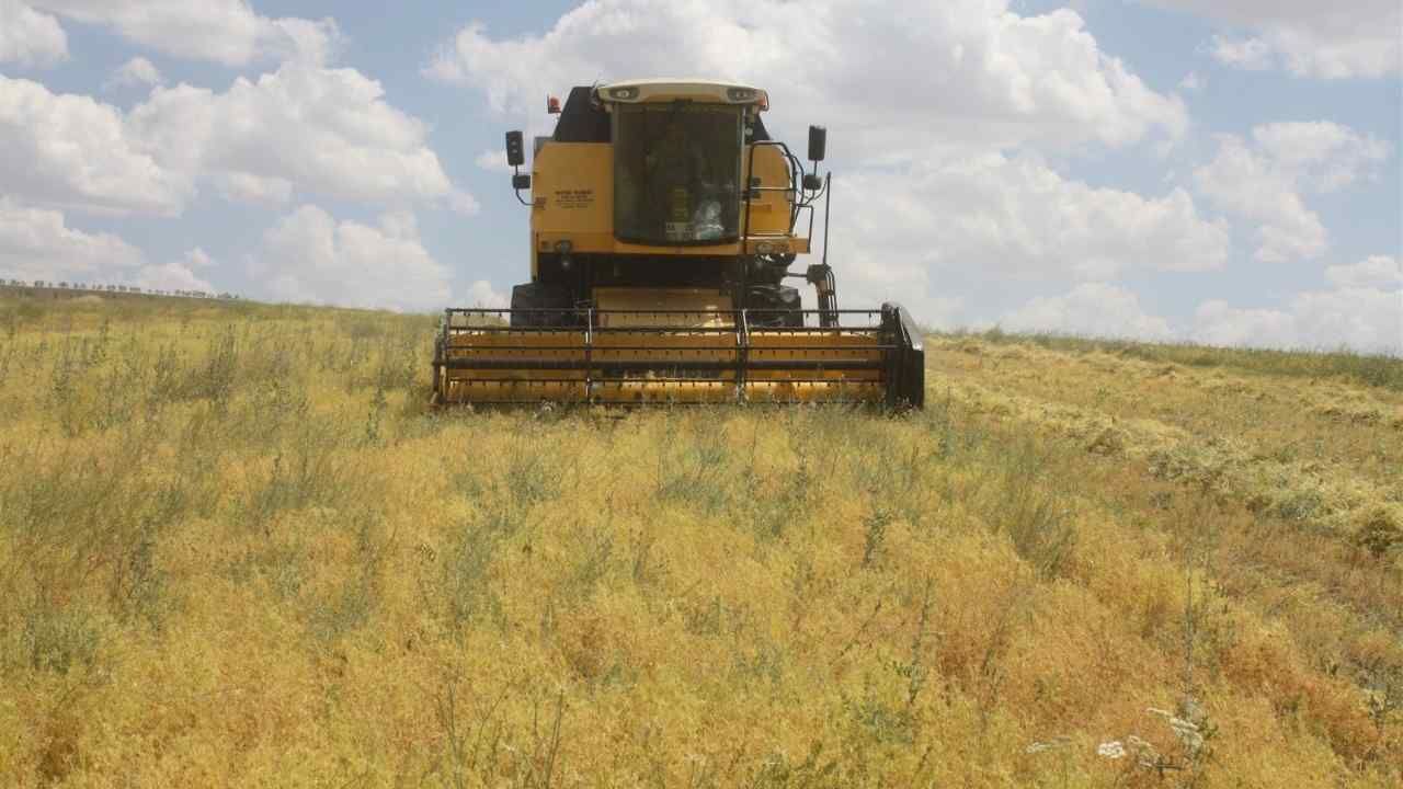 Yozgatlı Çiftçiden Türkiye'de Ezber Bozan Hasat! (2)