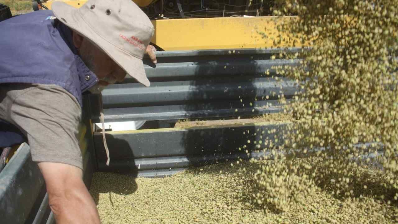 Yozgatlı Çiftçiden Türkiye'de Ezber Bozan Hasat! (4)