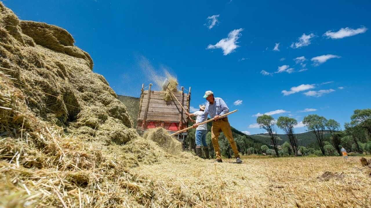 Yozgatlı Çiftçiler Kış İçin Sahaya İndi Zorlu Hazırlık Telaşı Başladı! (3)