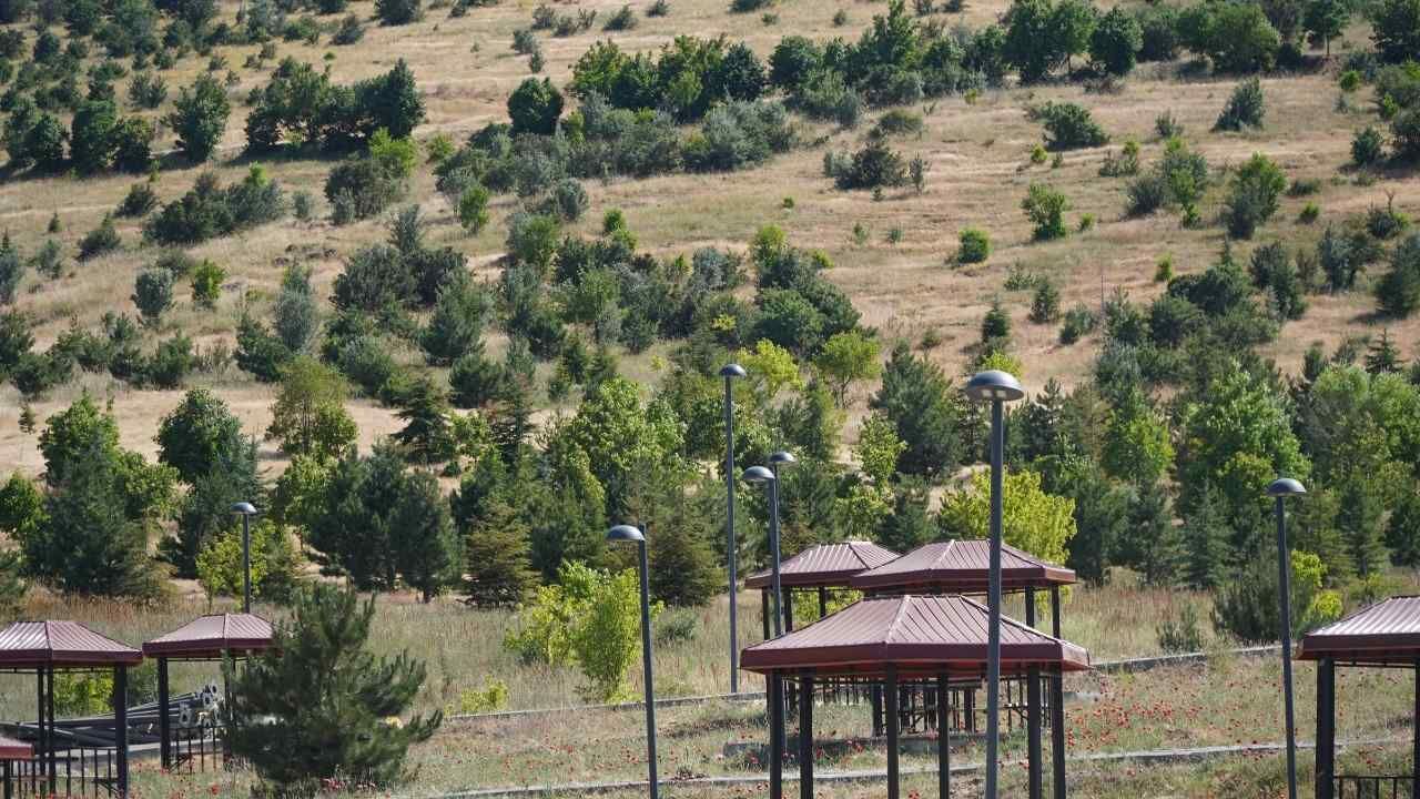 Yozgatlı Vatandaşlar Çayını Doğadan Topluyor (2)