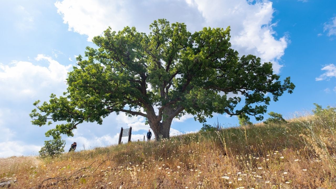 Yozgat'ta 554 Yıllık Anıt Köylülere Emanet (2)