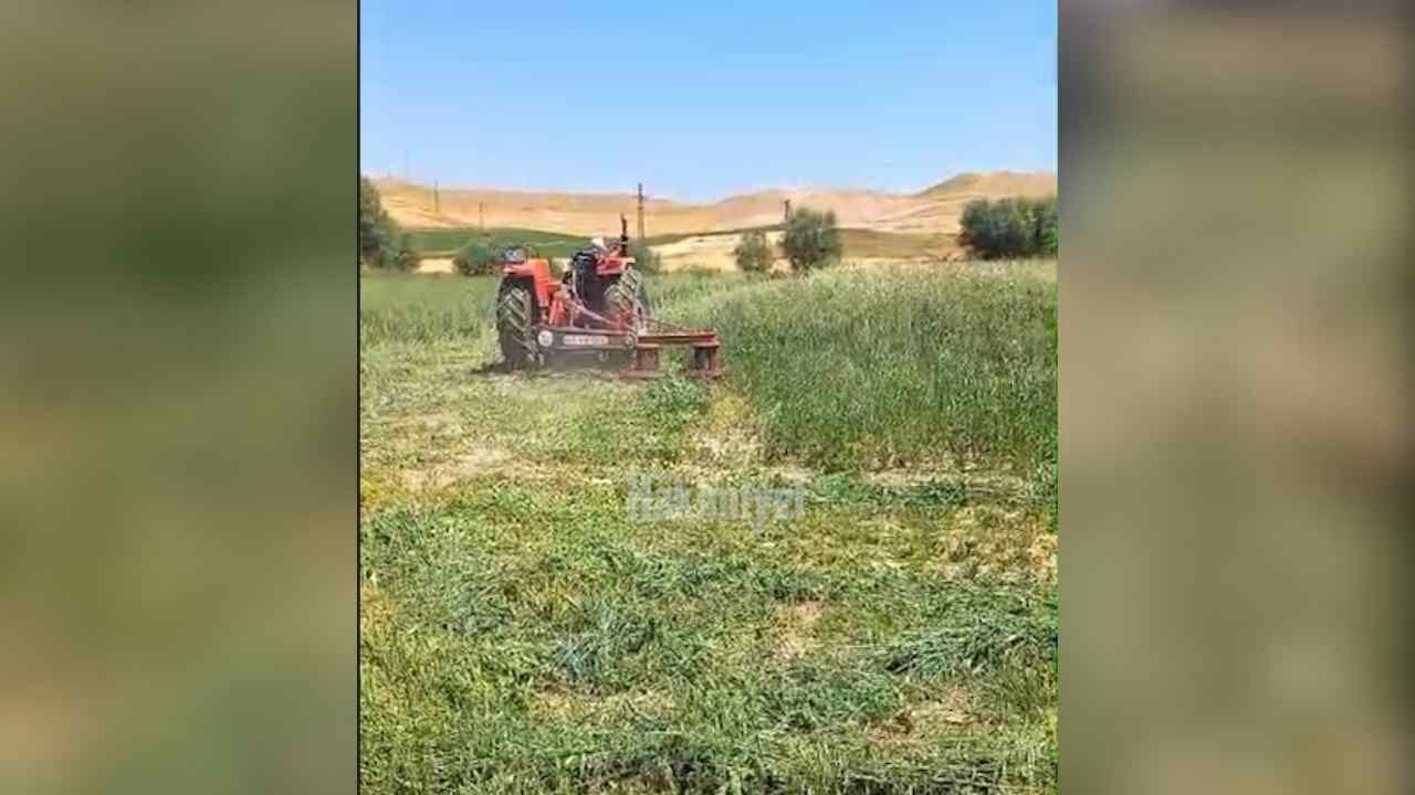 Yozgat'ta 5'Li Karışım Yem Bitkisi Deneme Ekimi Başarıyla Tamamlandı (1)