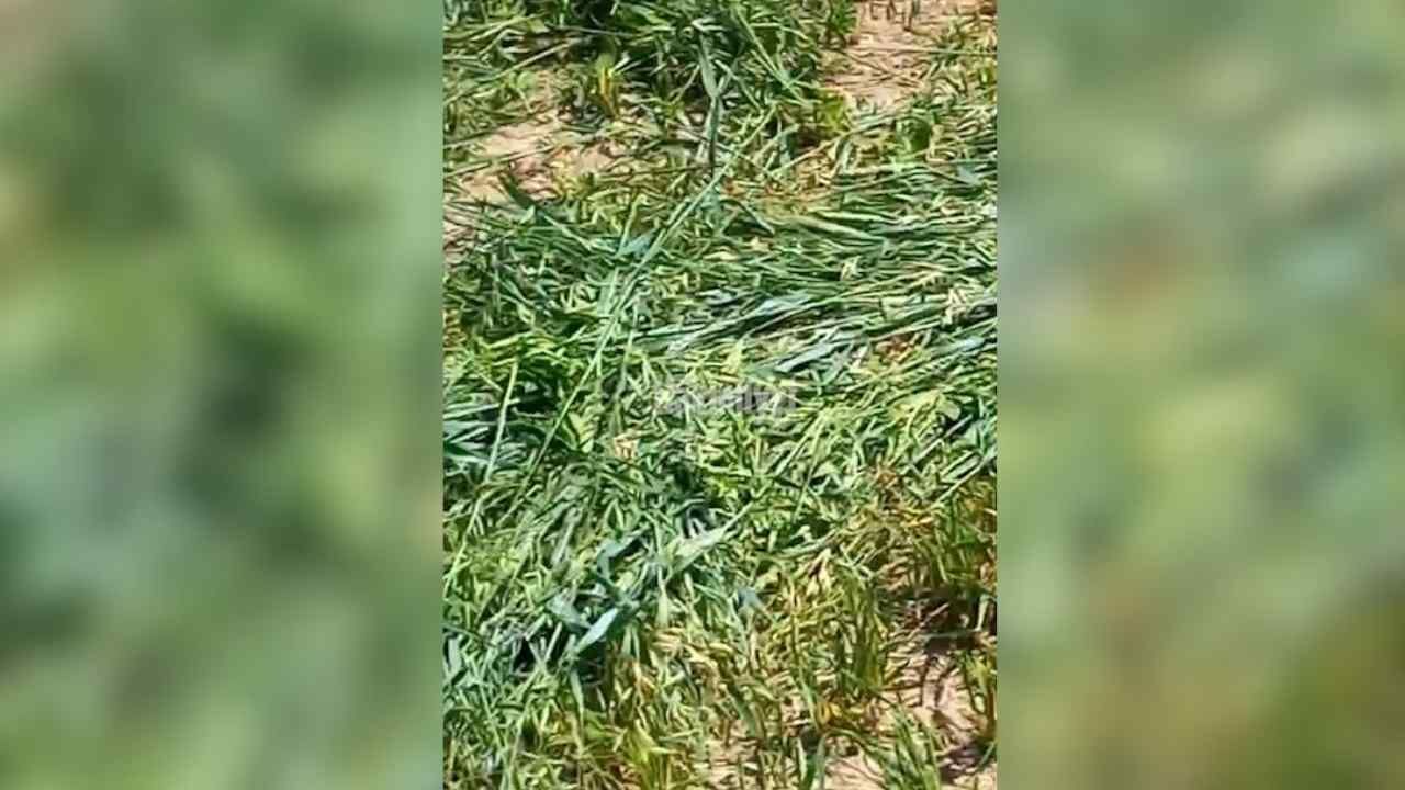 Yozgat'ta 5'Li Karışım Yem Bitkisi Deneme Ekimi Başarıyla Tamamlandı (4)