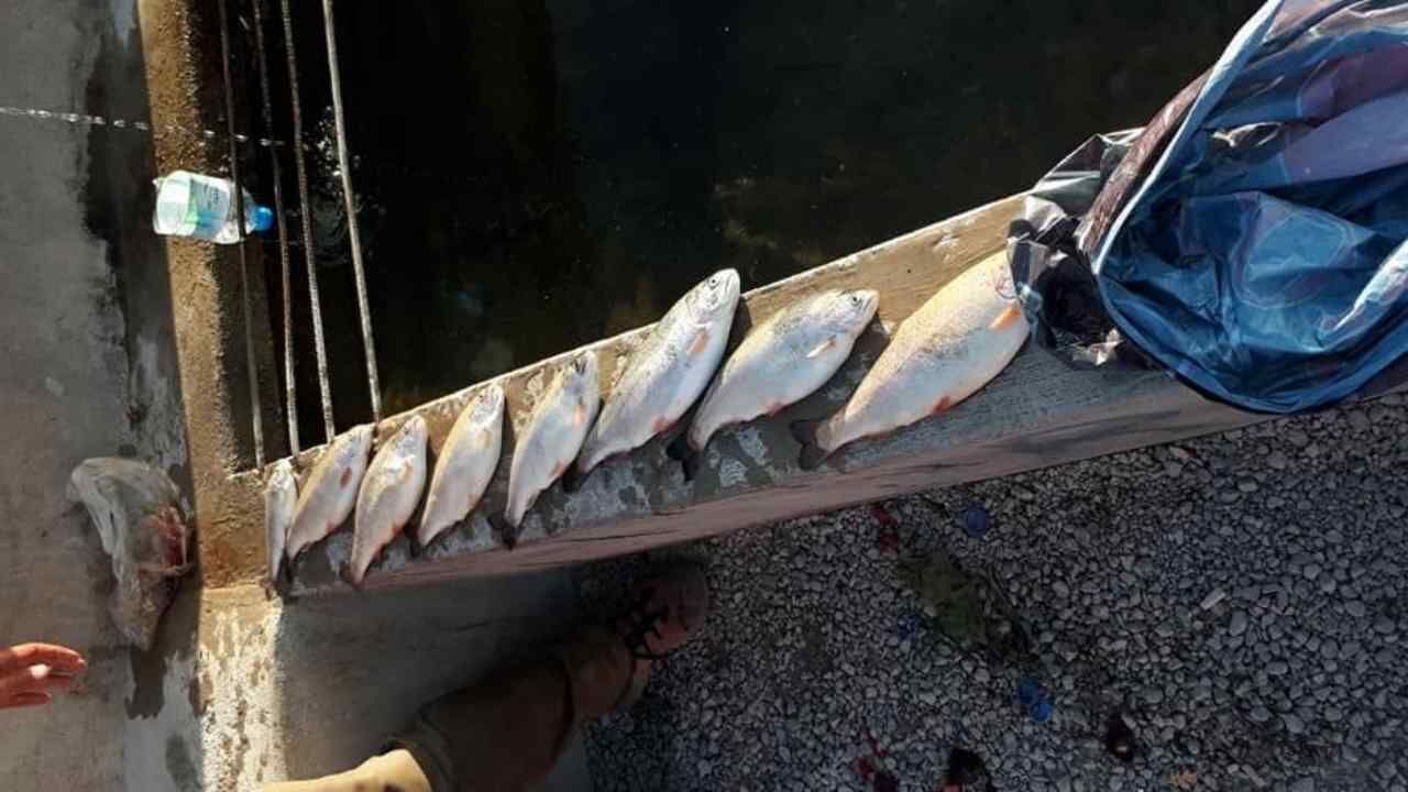 Yozgat’ta Balık Avı Sezonu Bereketle Başladı, Kurallar Hatırlatıldı (2)