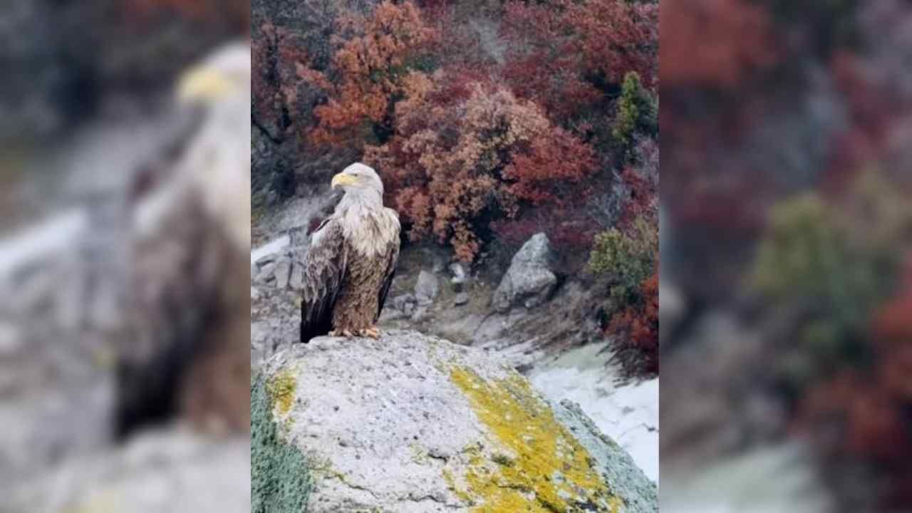 Yozgat'ta Beyaz Ve Altın Kartallar Dikkat Çekiyor (3)