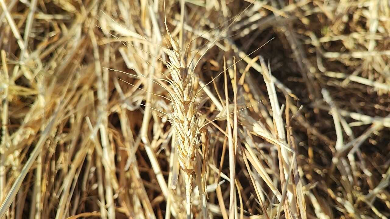 Yozgat'ta Dolu Felaketi 15 Dakikada Mahsuller Yerle Bir Oldu (7)