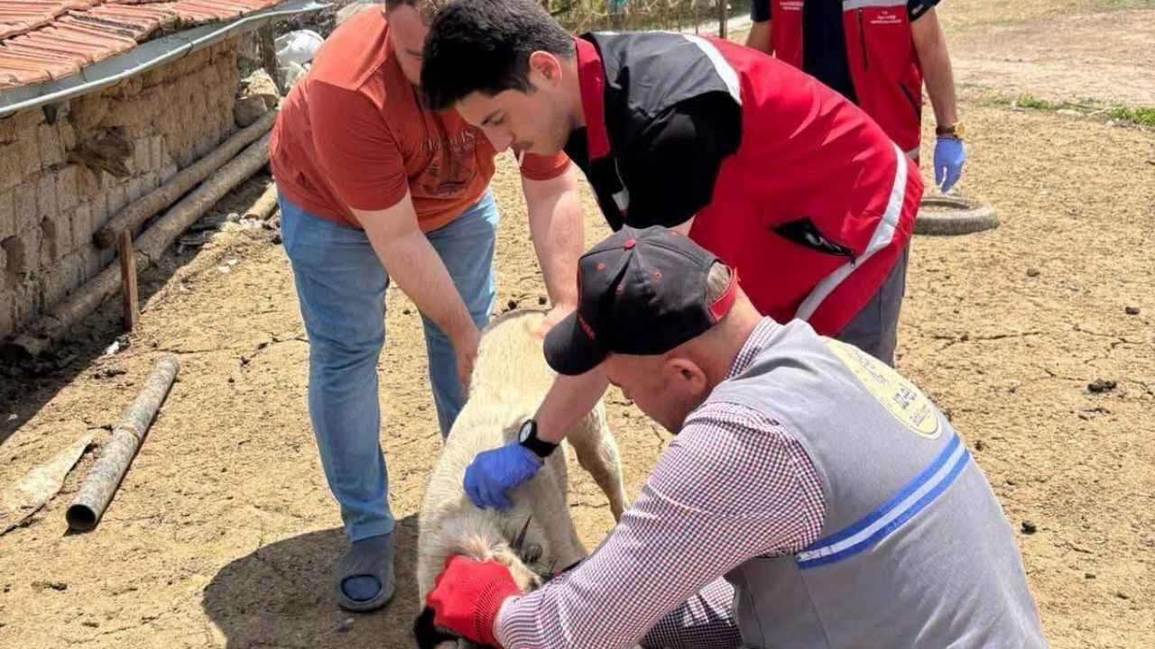 Yozgat'ta Evcil Hayvanı Olanlar Şartlara Uymayanlara Büyük Ceza! (1)
