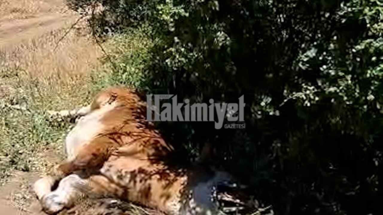 Yozgat’ta Günlerdir Kimse Dokunmadı, Son Hali Dehşete Düşürdü! (1)