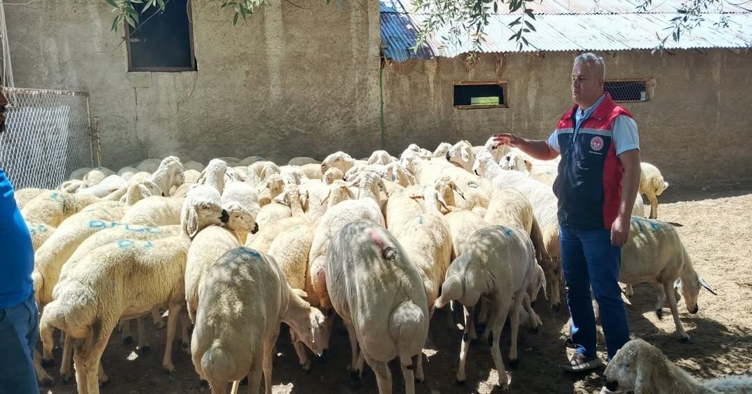 Yozgat'ta Hayvancılığa Dev Destek! Hak Sahiplerine Teslimatlar Başladı