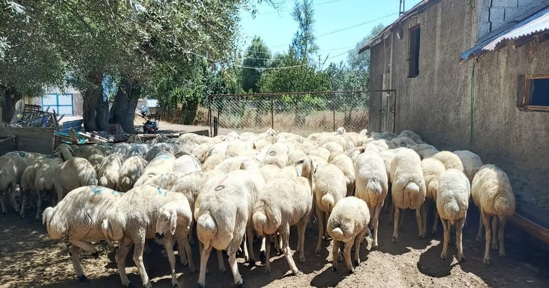 Yozgat'ta Hayvancılığa Dev Destek! Hak Sahiplerine Teslimatlar Başladı2