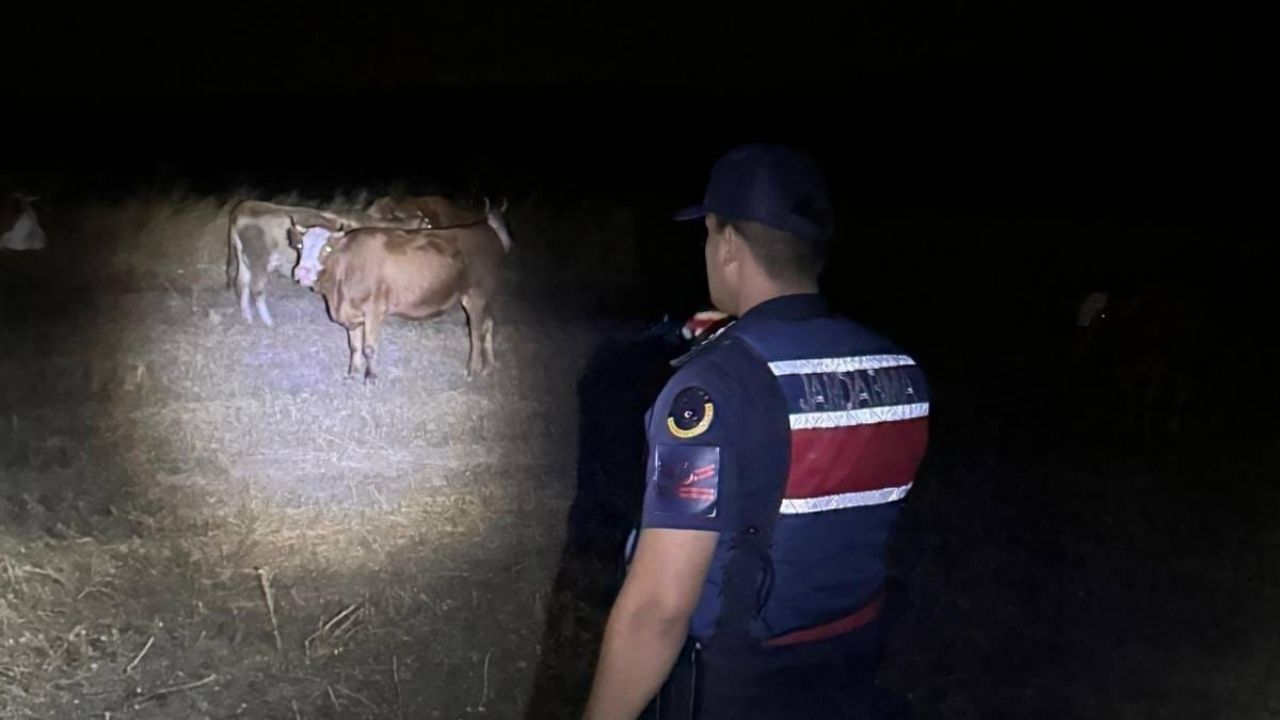 Yozgat'ta Kaybolan 8 Büyükbaş Hayvan Jandarma Tarafından Bulundu (1)