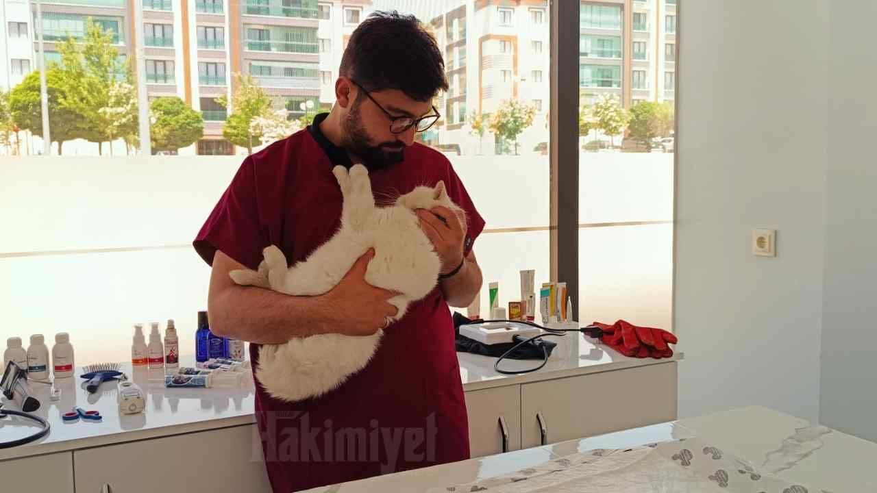 Yozgat'ta Kedi Ve Köpek Sahipleri Bu Habere Dikkat (1)