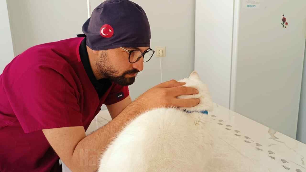 Yozgat'ta Kedi Ve Köpek Sahipleri Bu Habere Dikkat (3)