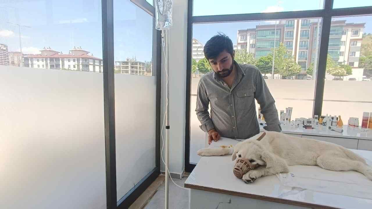 Yozgat'ta Kedi Ve Köpek Sahipleri Bu Habere Dikkat (5)