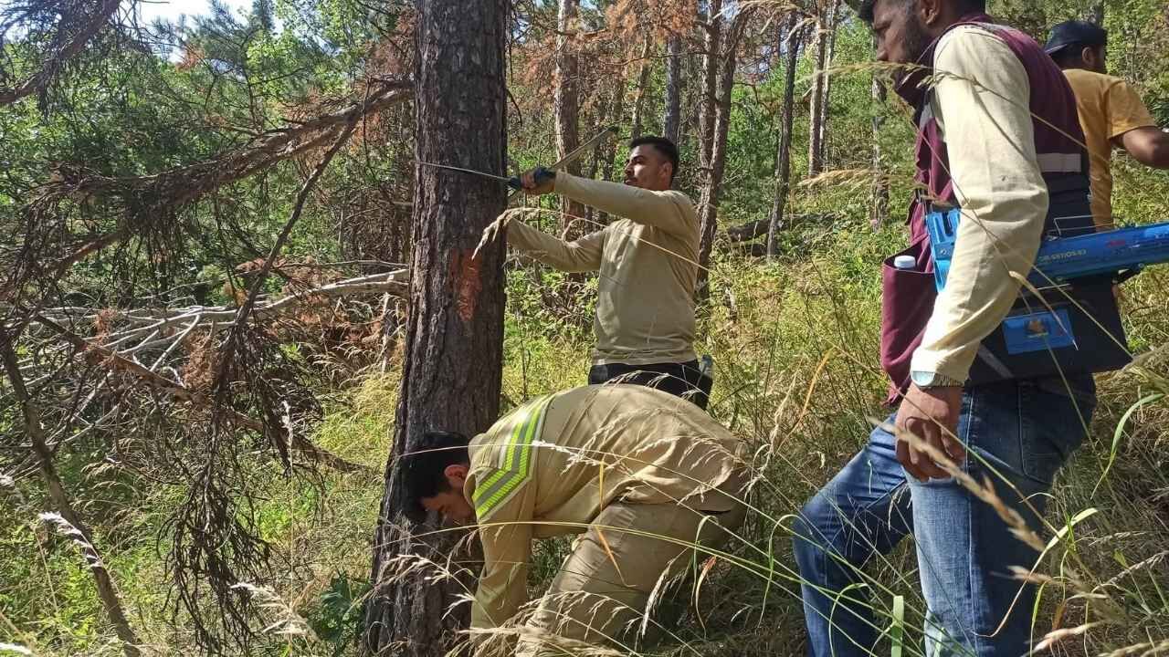 Yozgat'ta Ormanlarda Damgalama Yapılıyor