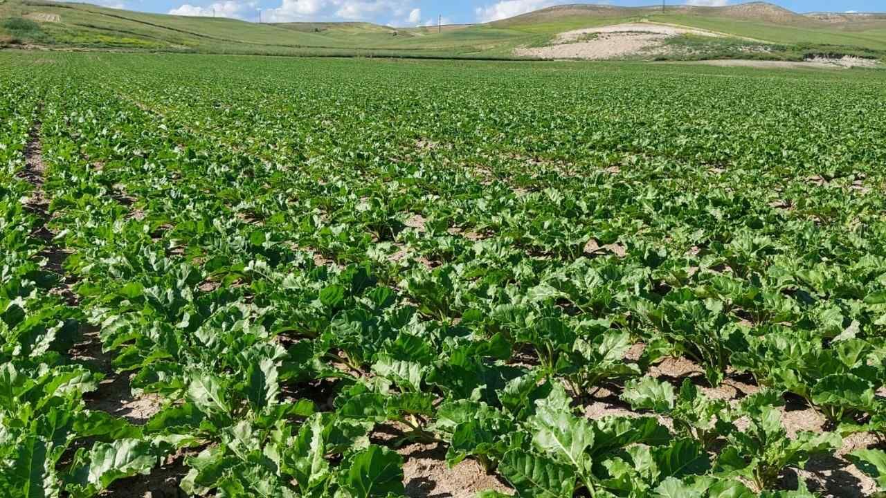 Yozgat'ta Şeker Pancarı Üreticisi Tek Şarta Dikkat Çekti (1)