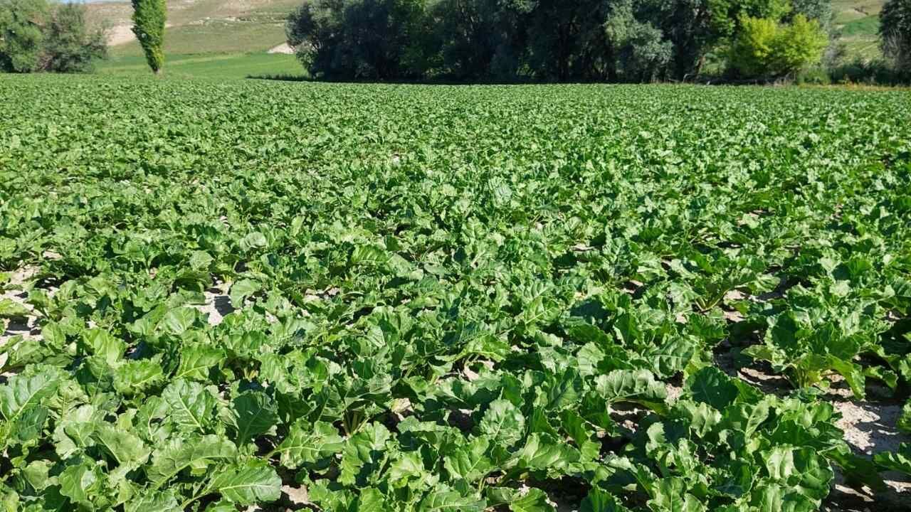Yozgat'ta Şeker Pancarı Üreticisi Tek Şarta Dikkat Çekti (2)