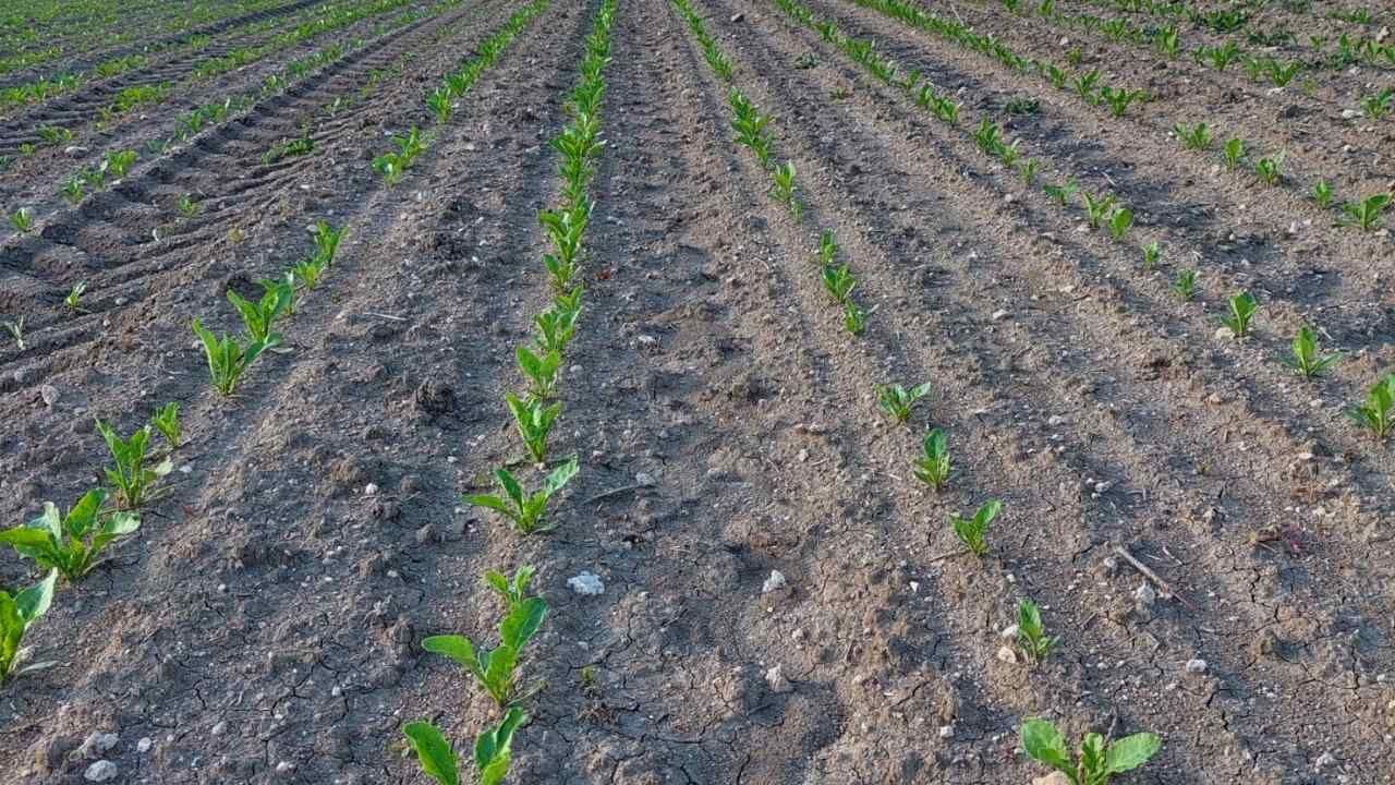 Yozgat'ta Şeker Pancarı Üreticisi Tek Şarta Dikkat Çekti (4)