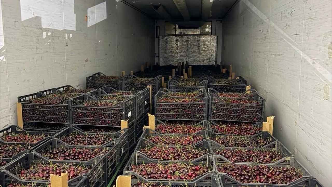 Yozgat'ta Üretilen Kirazlar Avrupa Yolunda!