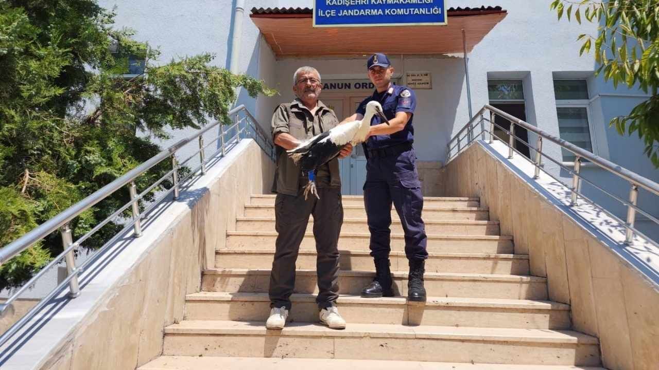 Yozgat'ta Yaralı Leylek Jandarmanın Kollarında Şifayı Buldu (1)