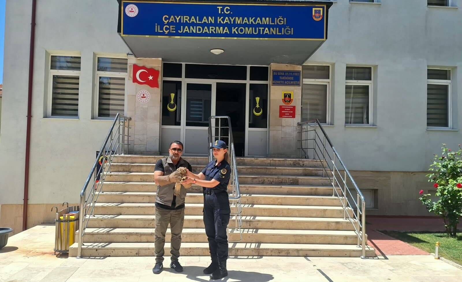 Yozgat'ta Yaralı Şahin Jandarma Tarafından Kurtarıldı1