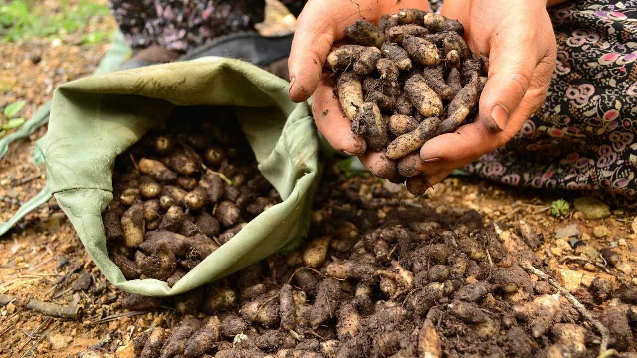 Yozgat'ta Yıllardır İçtiğimiz O İçeceğin Arkasındaki Gizemli Şifa Açıklanıyor! (3)