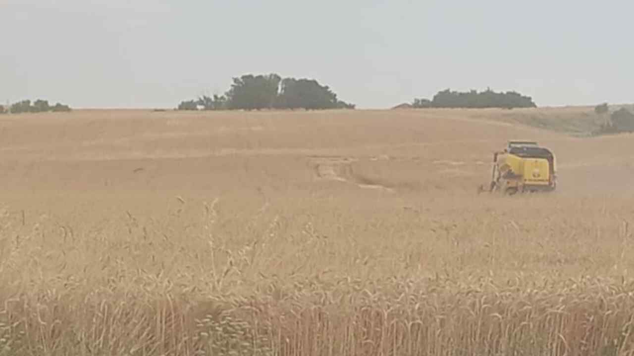 Yozgat'ta Yulaf Hasadı Başladı (1)