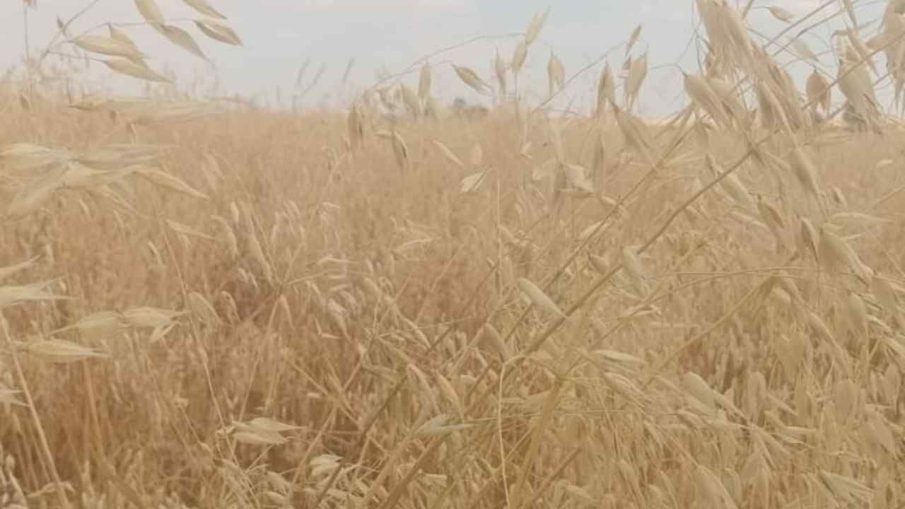 Yozgat'ta Yulaf Hasadı Başladı (4)